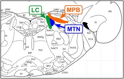 Search for unknown neural link between the masticatory and cognitive brain systems to clarify the involvement of its impairment in the pathogenesis of Alzheimer’s disease
